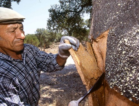  Die Rinde schützt die Korkeiche vor Hitze, Austrocknung  und Schädlingen. Nach der Ernte lassen die Arbeiter den Baum neun Jahre in Ruhe, damit er sich erholen kann. </strong> Foto: Apcor / DKV