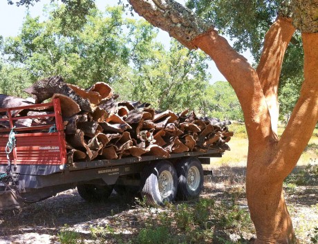  Ungefähr 45 Kilogramm Kork lassen sich aus einem Baum  gewinnen. Jedes Jahr werden weltweit 300.000 Tonnen  geerntet – über die Hälfte davon in Portugal. </strong> Foto: HMC / Ekkehard Briese