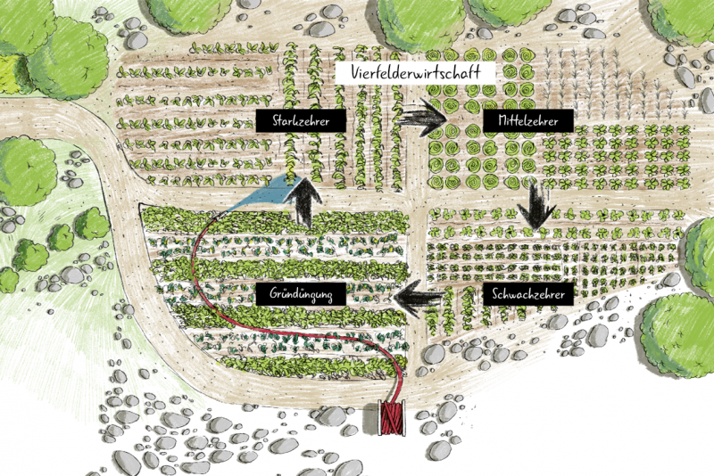 Die Vierfelderwirtschaft lässt sich auch im Nutzgarten prima anwenden – genug Anbaufläche vorausgesetzt.