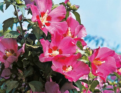 Malvengewächse wie der Garteneibisch wecken mit ihren exotisch anmutenden Blüten Urlaubsgefühle. Bis zu zwei Meter wachsen die Pflanzen hoch. Foto: Grünes Presseportal/PdM