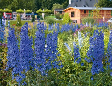 Im Juni und Juli leuchten die Blütenkerzen des Rittersporns in herrlichen Blautönen. Foto: Grünes Presseportal