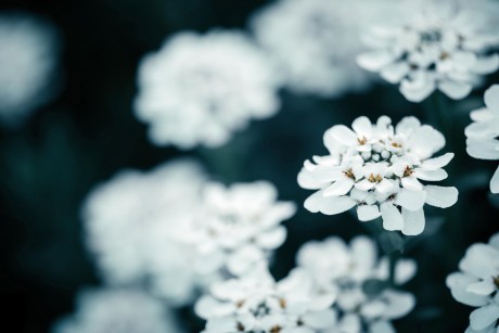 Die weiße, flach wachsende Schleifenblume mag es am liebsten sonnig und steinig. Foto: Getty Images