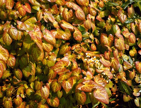 Die anspruchslose Elfenblume färbt sich zur kalten Jahreszeit kupferfarben bis frischgrün. Foto: Ulmer Verlag
