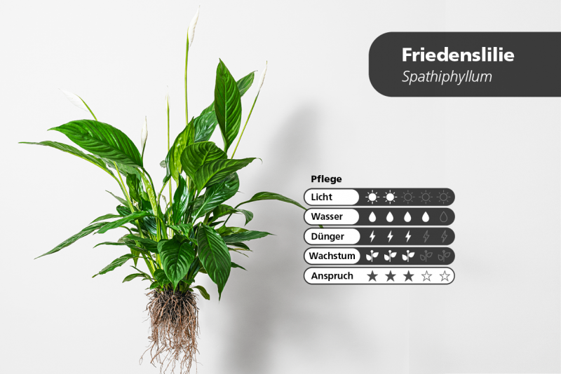 zimmerpflanzen_article_slider2_friedenslilie_0