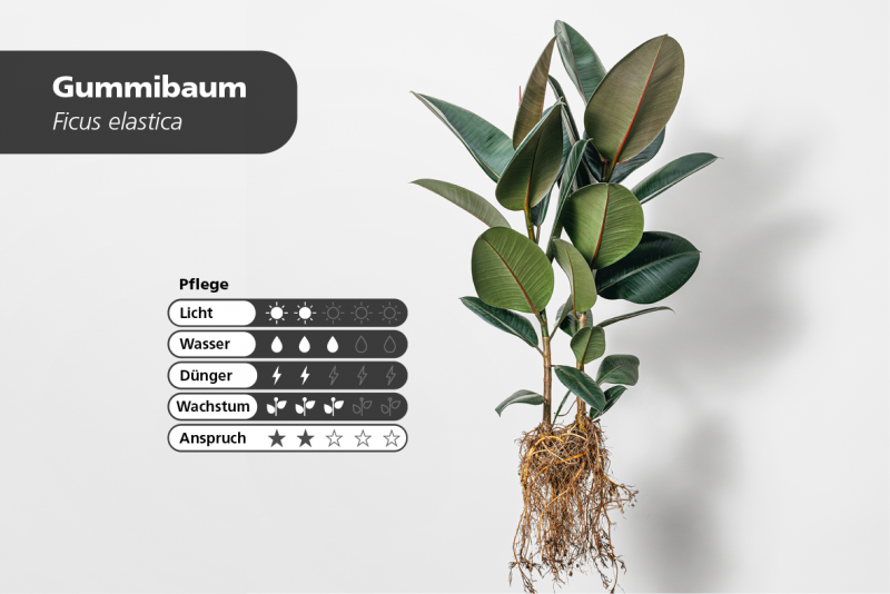 zimmerpflanzen_article_slider5_gummibaum