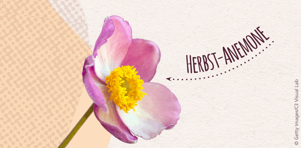 Das Bild zeigt die Blüte der Herbst-Anemone.