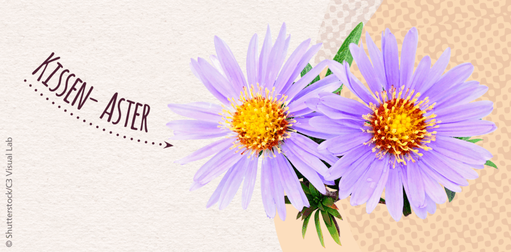 Das Bild zeigt die Blüten der Pflanze Kissen-Aster.