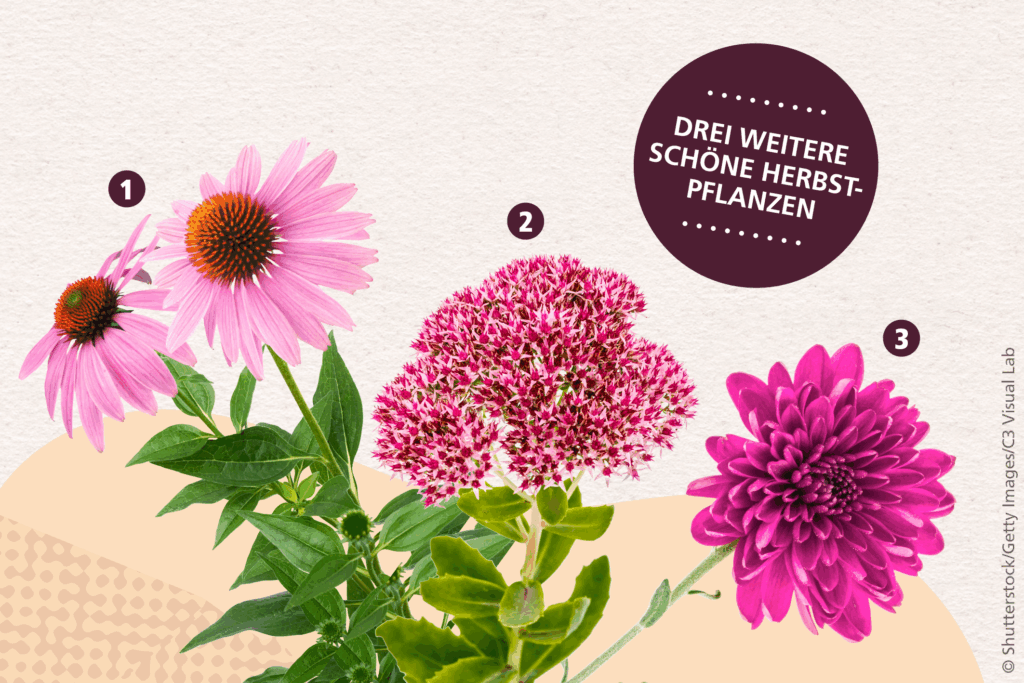 Collage von Herbstblühern: Purpur-Sonnenhut, Fetthenne und Chrystantheme.