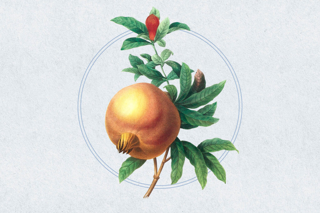 Zeichung eines Granatapfelzweigs mit Blüte und Frucht.