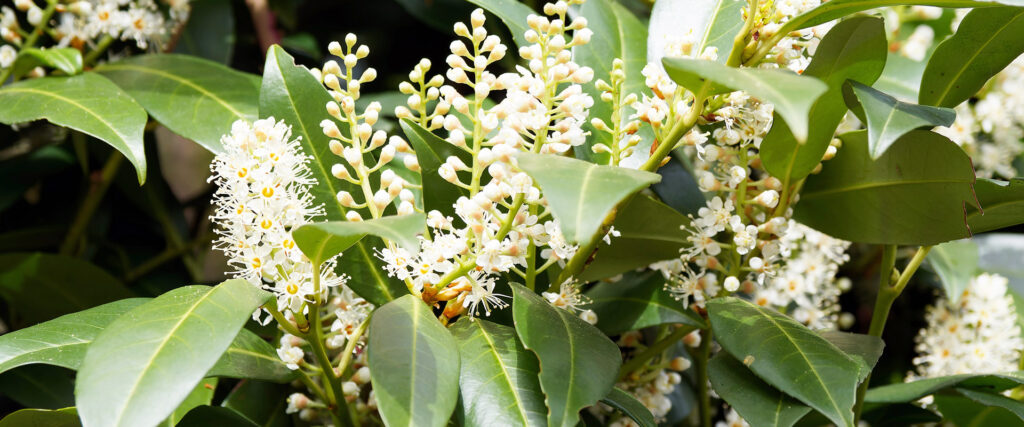 Foto einer Kirschlorberhecke mit Blüten.